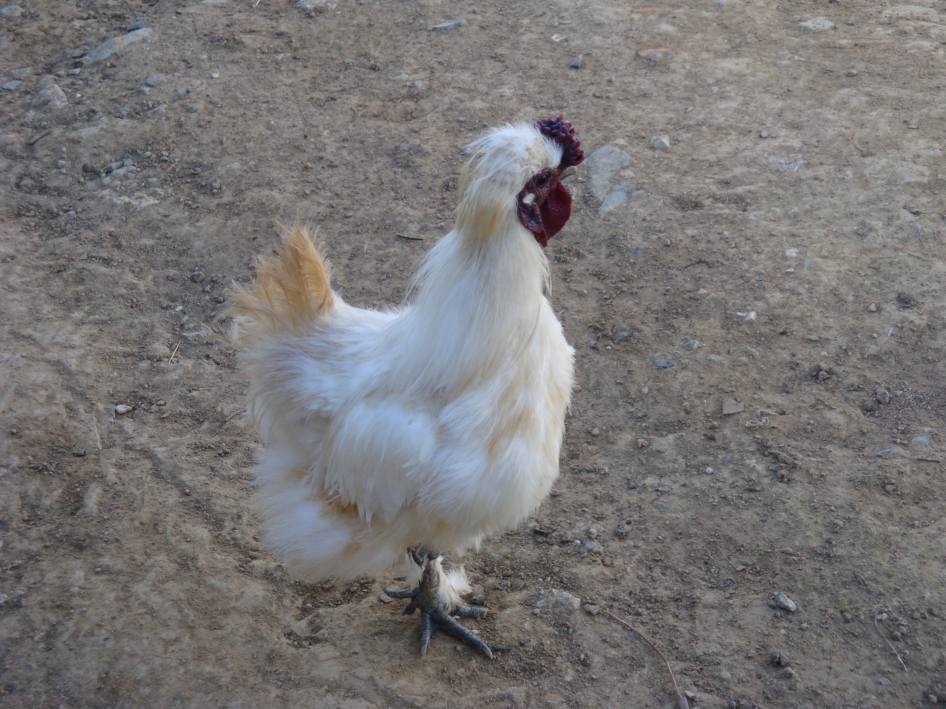 Silkie Japonés Blanco y Moñú