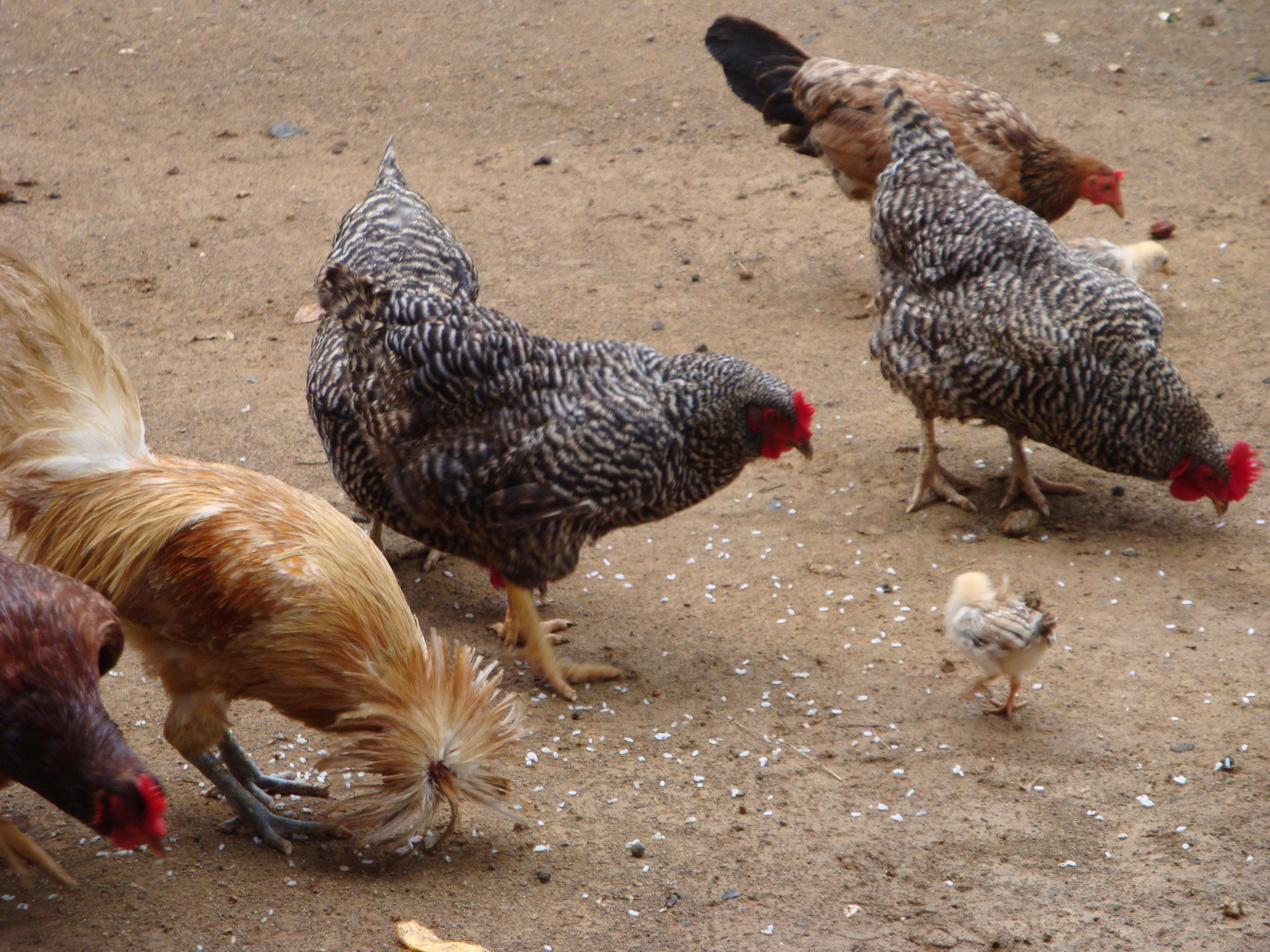 Gallinas Siempre Trabajando