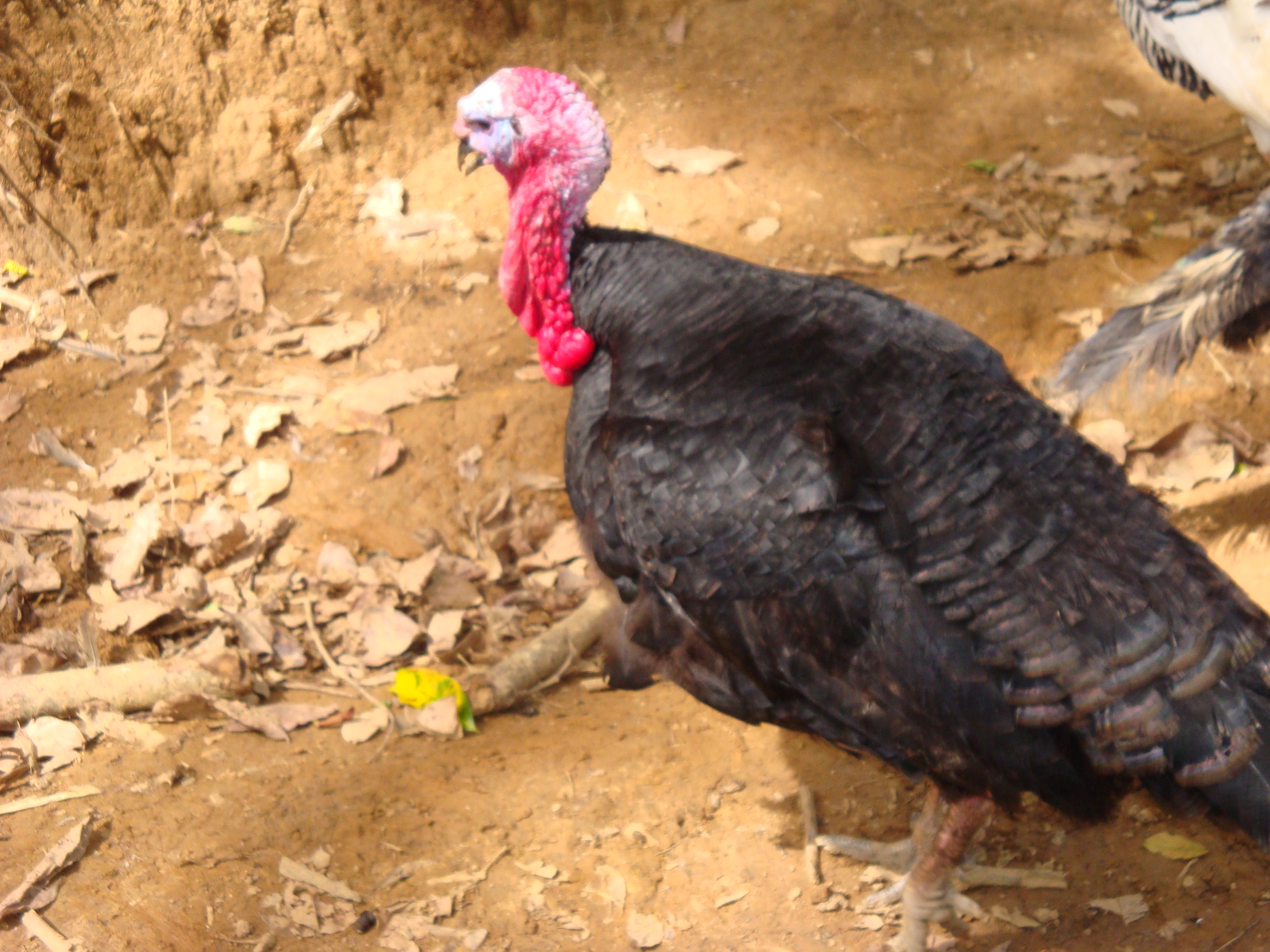 Pavo Español