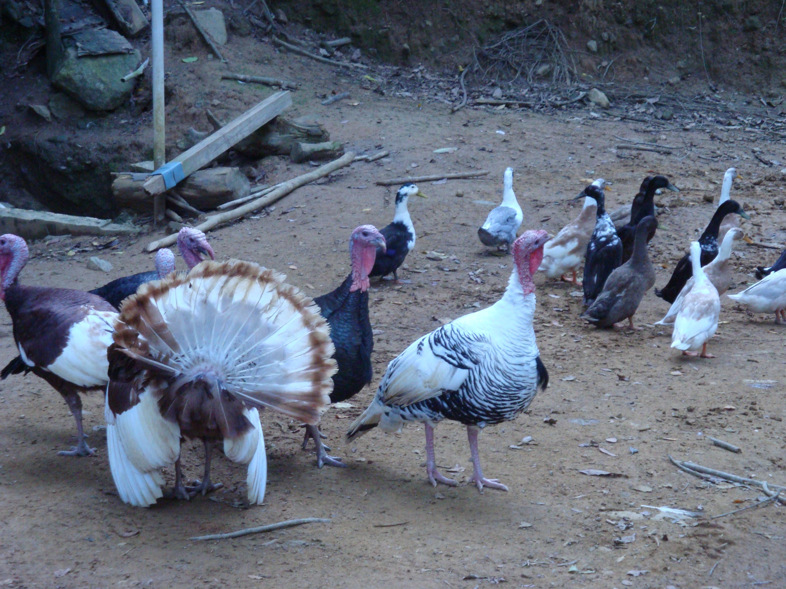 Pavos, Guineas y Gallinas conviven en Veredas