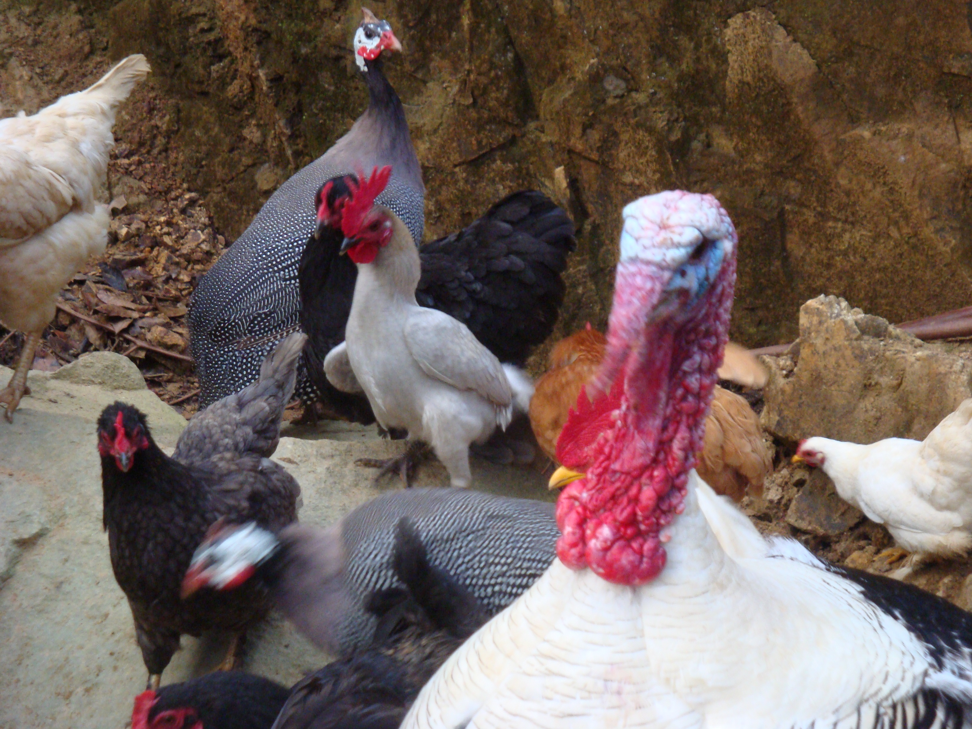 El Pavo Blanco es el mas usado en Thangskiving