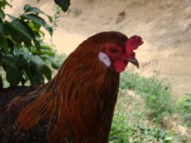 Gallo Payaso - Por lo blanco en las patillas