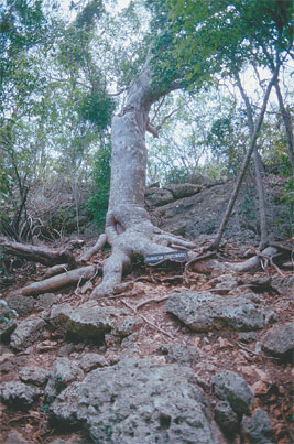 Guayacán de más de 400 años de vida 