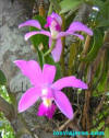 Orquidea en la selva amazonica brasileña - Brasil - Brazil.
Orquidea en la selva amazonica brasileña - Brasil - Brazil.